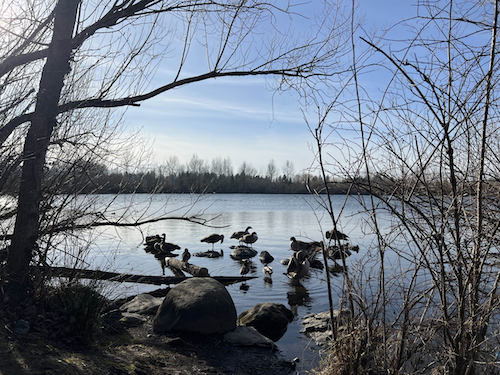 Geese at Salish Ponds in Fairview