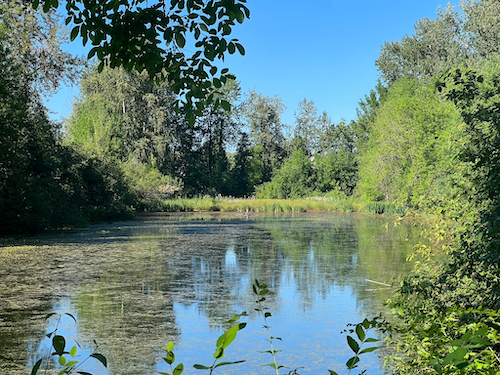 View at Smith and Bybee Wetlands Natural Area